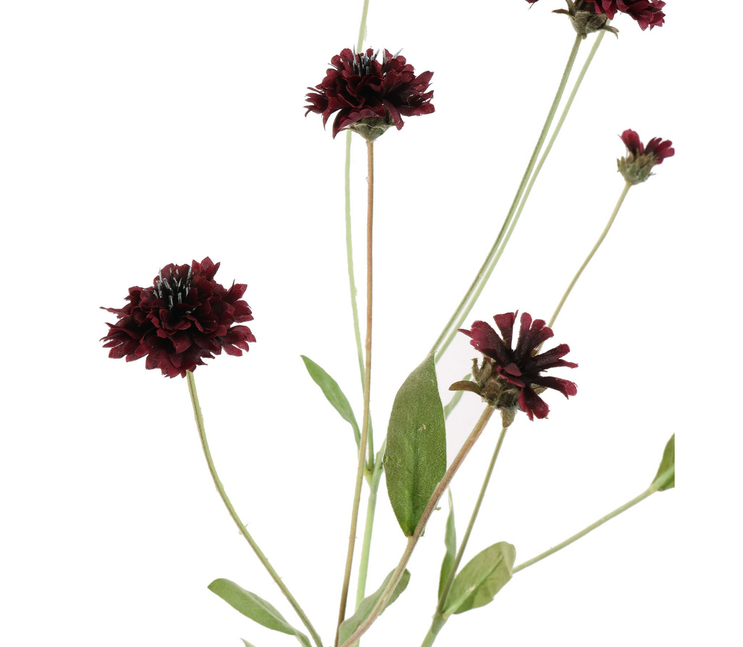 CORNFLOWER 90CM BORDEAUX
