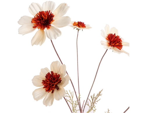 COSMOS SPRAY 92CM CREAM