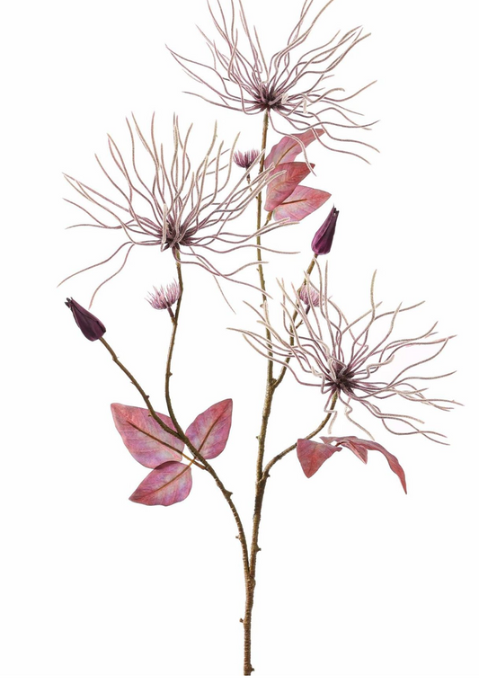 WILDE CLEMATIS 75CM PAARS