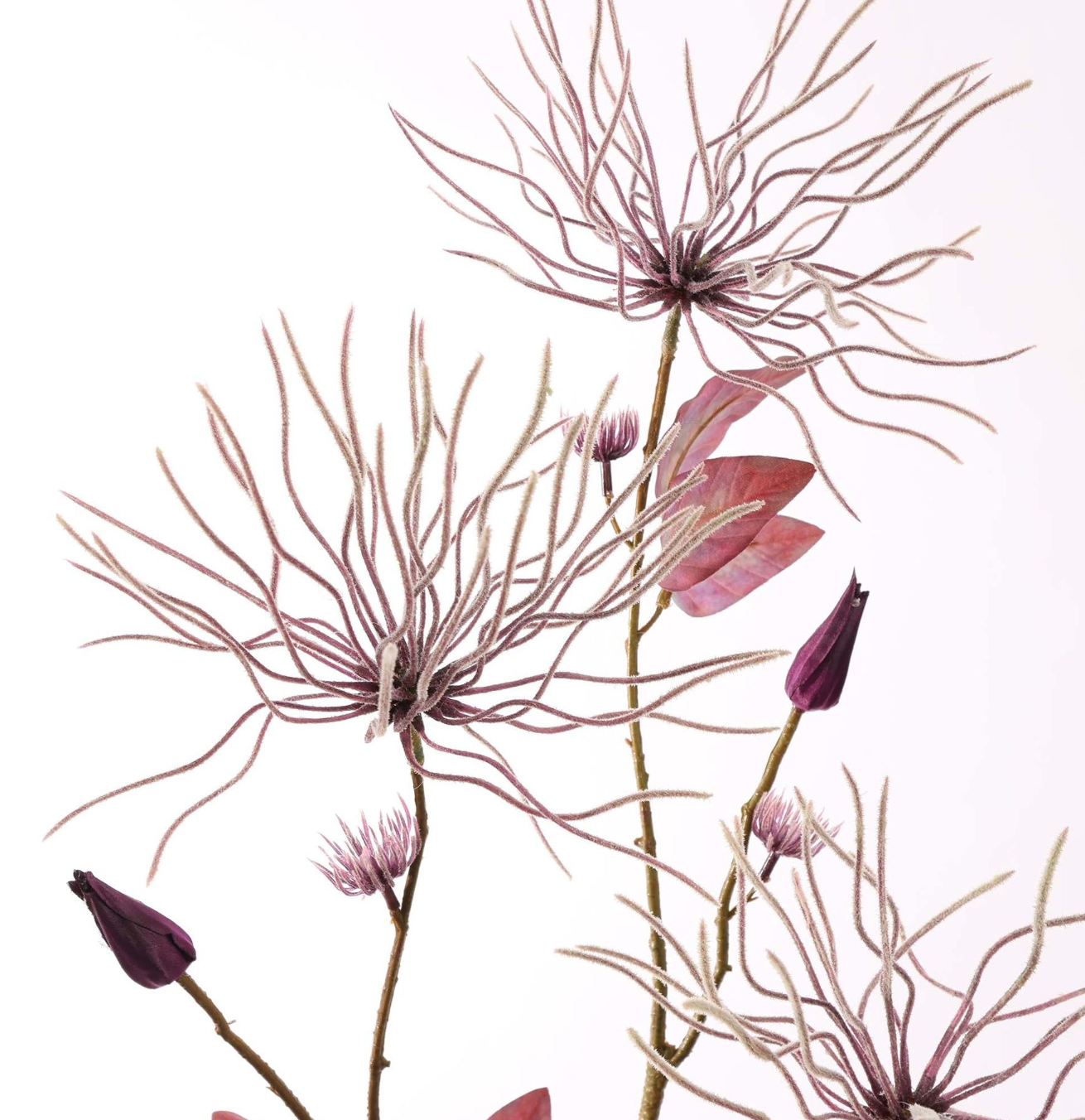 WILDE CLEMATIS 75CM PAARS