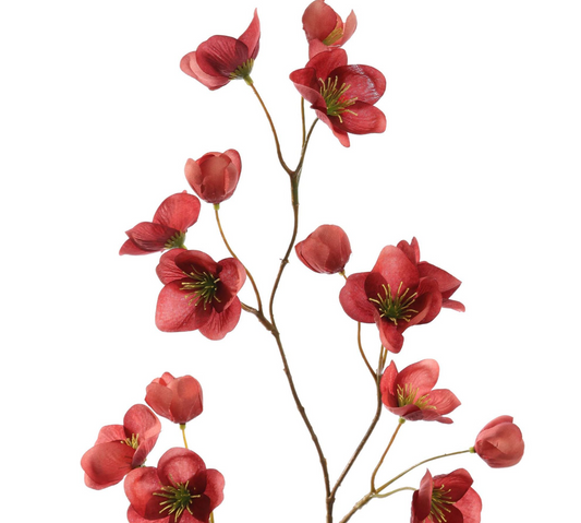 MINI HELLEBORUS 71CM MASSALA