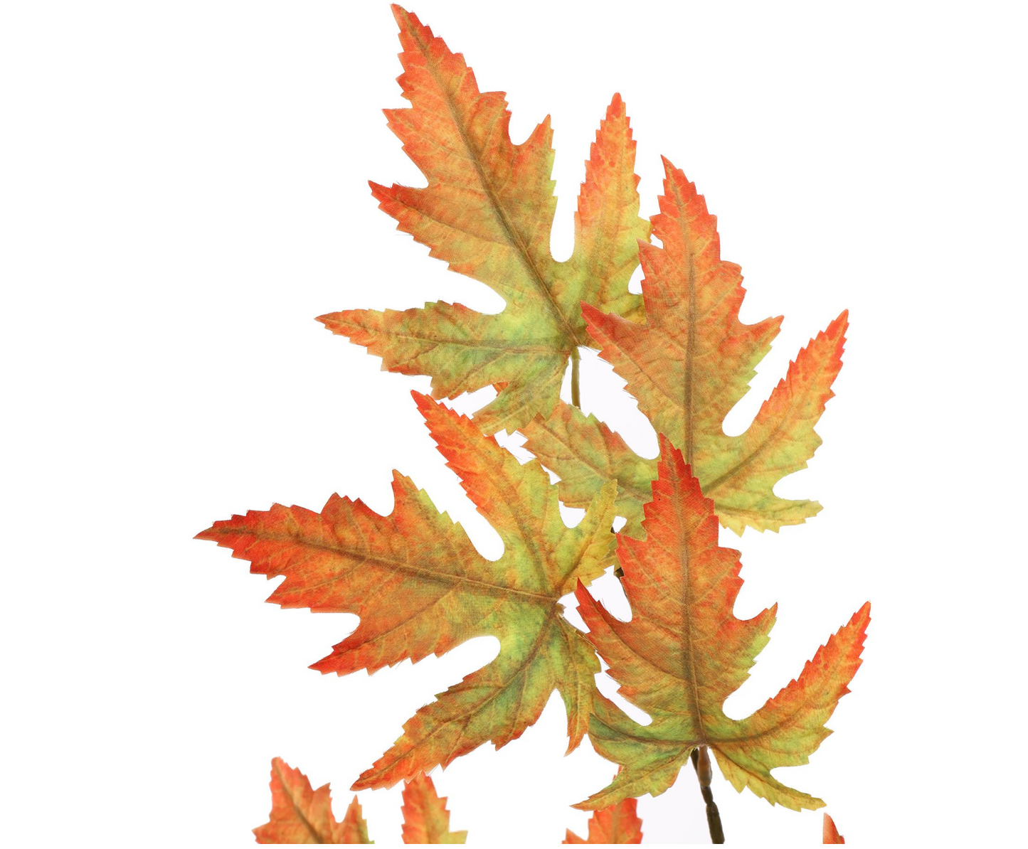 MAPLE LEAF 85CM GREEN ORANGE