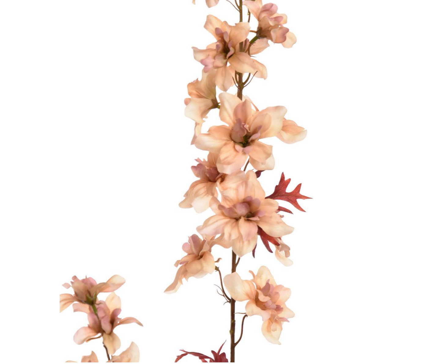 DELPHINIUM 95CM PEACH