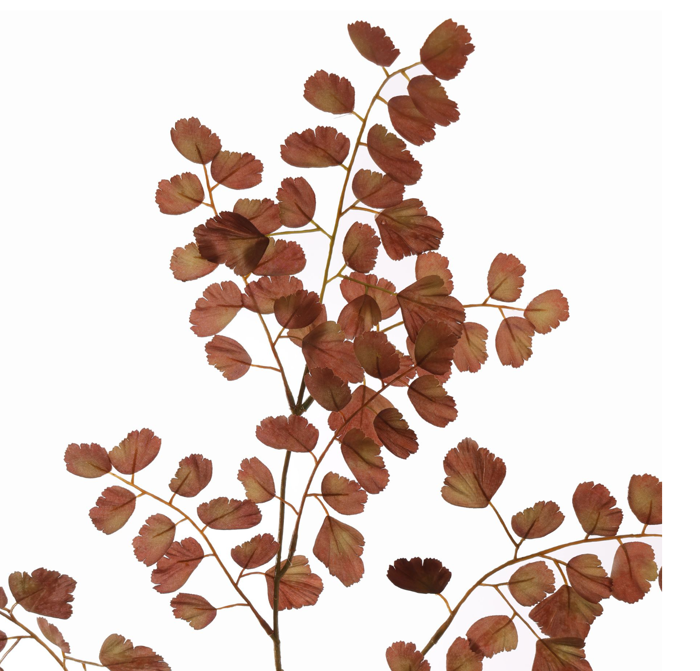 SELDERIJ BLAD 98CM BRUIN